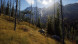Игра Way of the Hunter [PS5, русские субтитры] в Барнауле